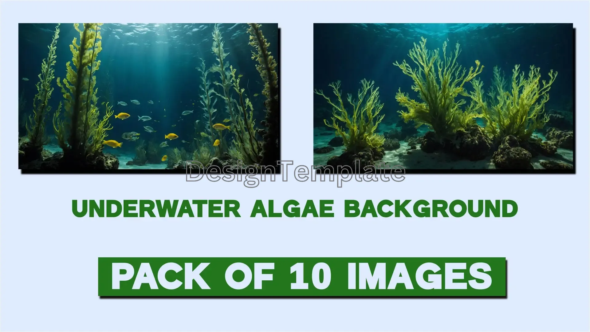 Vibrant Underwater Algae Ecosystem Oceanic Background Images